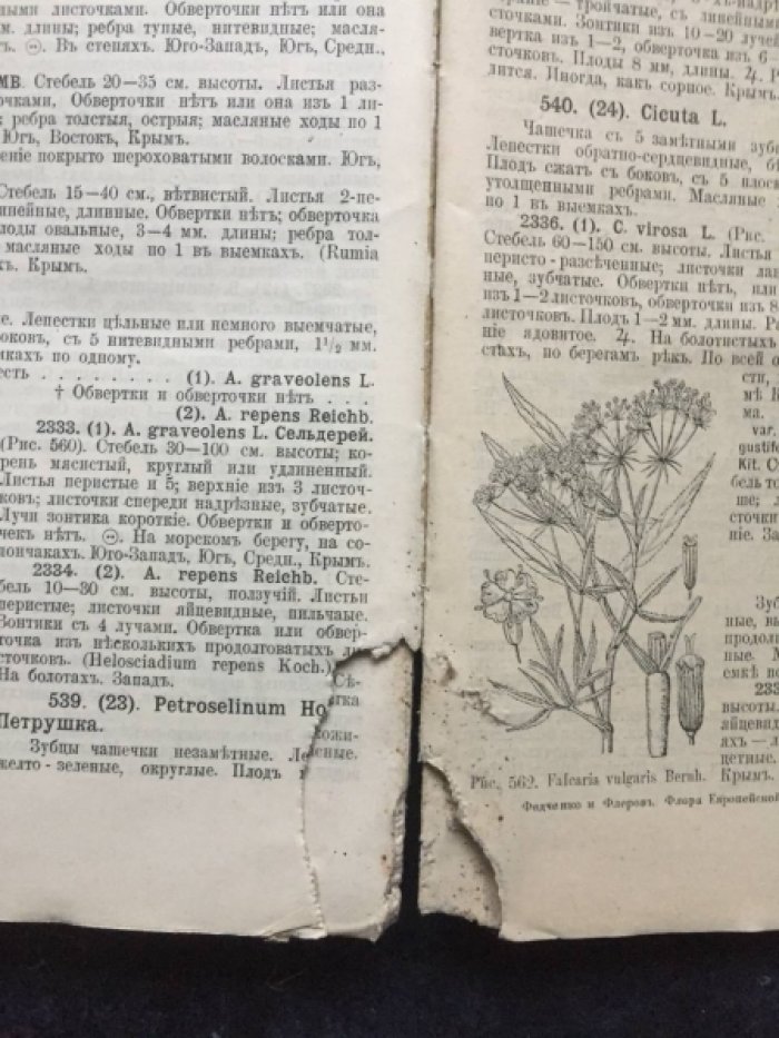 Федченко Б.А., Флеров А.О. Флора Европейской России. Иллюстрированный определитель дикорастущих растений Европейской России и Крыма. В 3-х част. Часть 2. Первичнопокровные. С 387 рис. В тексте.