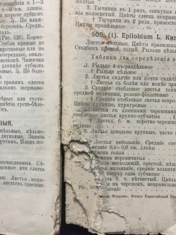 Федченко Б.А., Флеров А.О. Флора Европейской России. Иллюстрированный определитель дикорастущих растений Европейской России и Крыма. В 3-х част. Часть 2. Первичнопокровные. С 387 рис. В тексте.