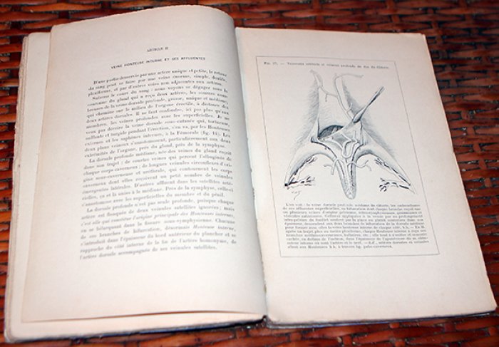 Prof. du L.-H. Farabeuf. Les Vaisseaux sanguins Organes Genito-Urinaires du Perinee et du Pervis.