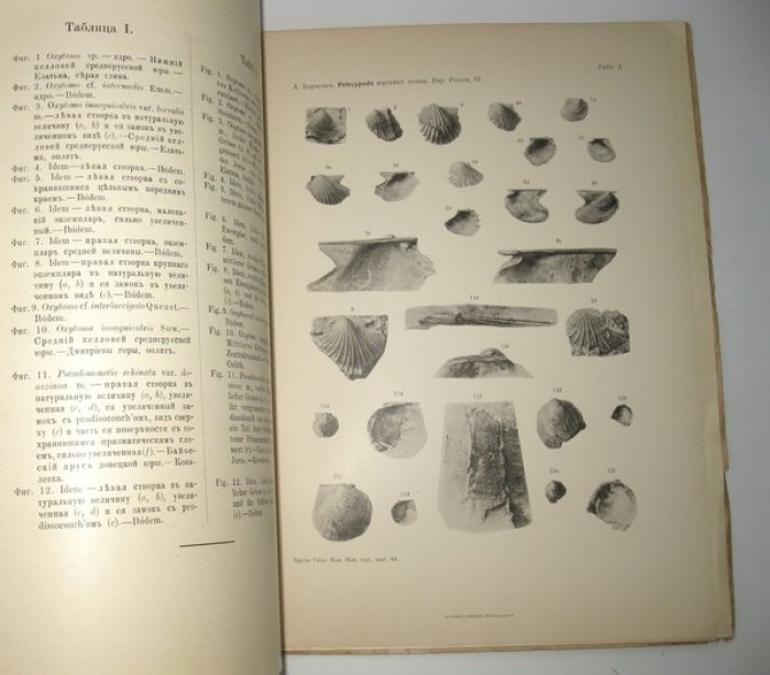 Борисяк А. Pelecypoda юрских отложений Европейской России. Вып. IV: Aviculidae. С 2-мя таблицами.