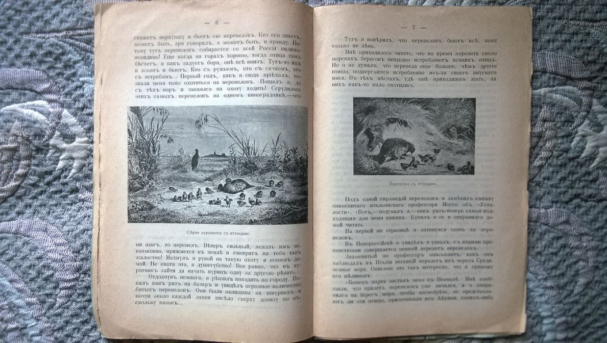 Чеглок А. Перепел.