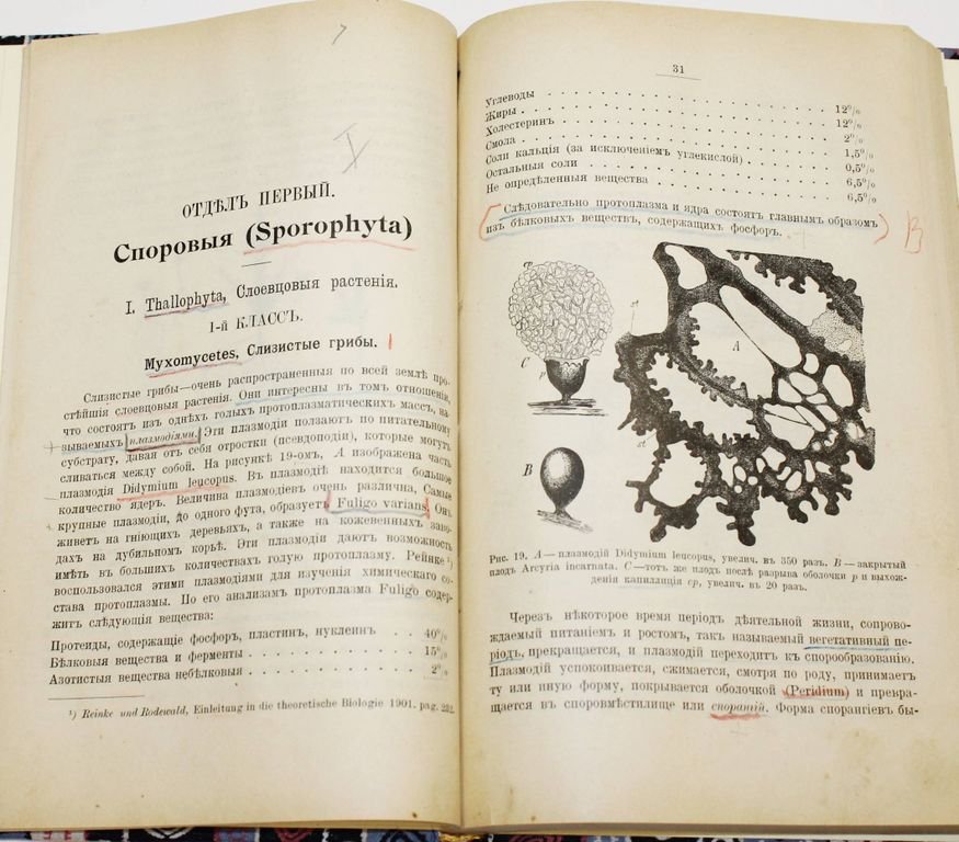 Палладин В.И. Морфология и систематика растений.