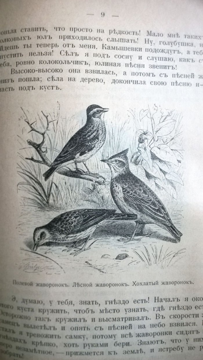 Чеглок А. Юла: Лесной жаворонок.