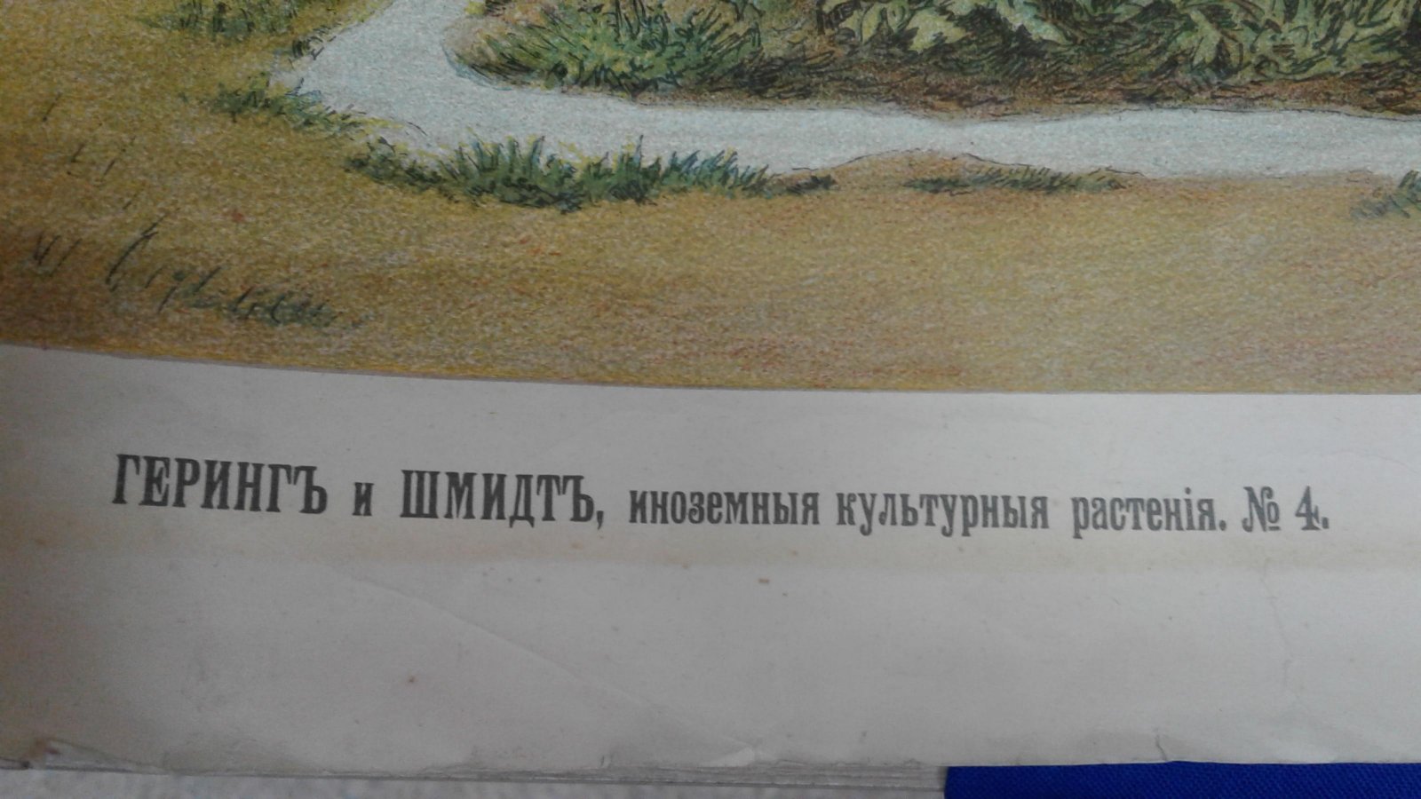 Геринг и Шмидт. Хлопок.