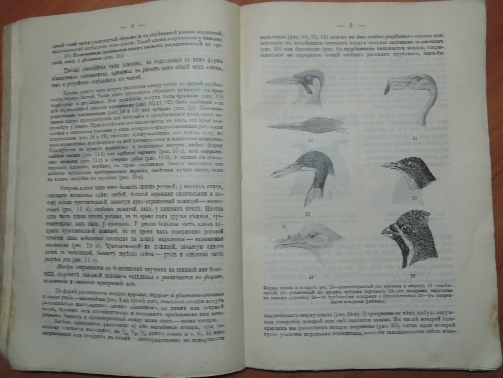 Силантьев А.А. Определитель европейских птиц.
