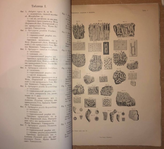 Штукенберг А. Кораллы и мшанки нижнего отдела среднерусского каменноугольного известняка.