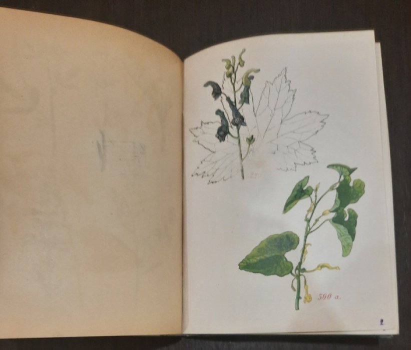Раевский, В. Ботанические экскурсии : Книжка для образоват. прогулок с детьми