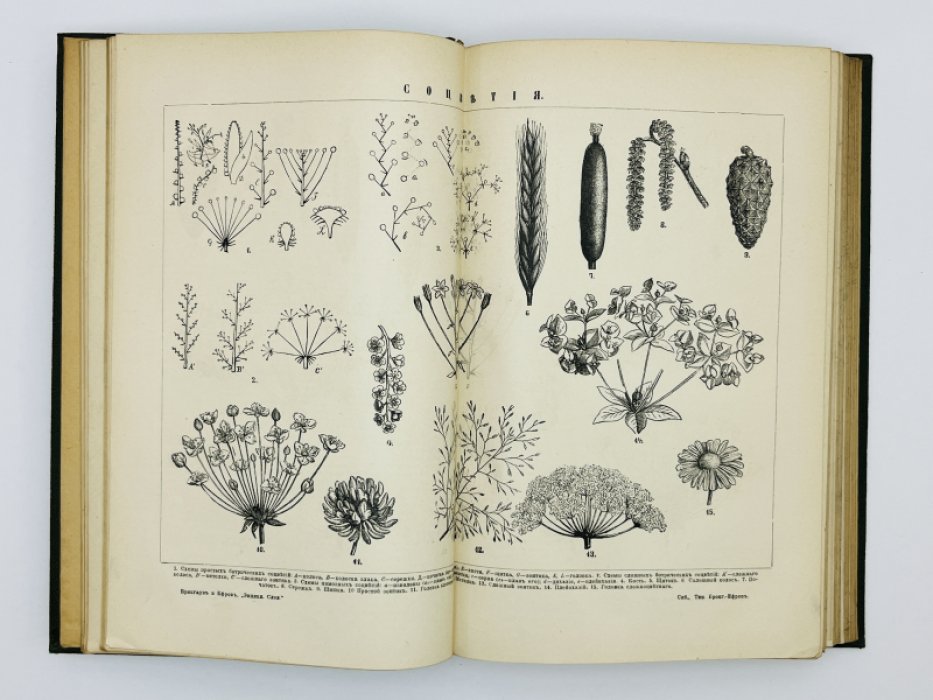 Брокгауз Ф.А., Ефрон И.А. Энциклопедический словарь. Том XXXI (полутом 61). Софiя - Статика