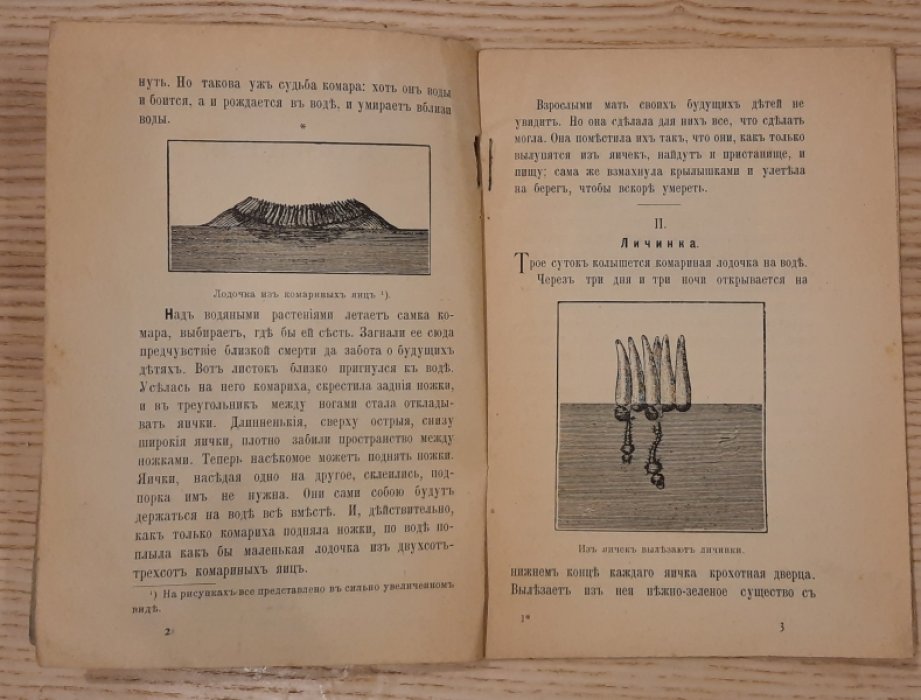 Слепцова М. Комар.