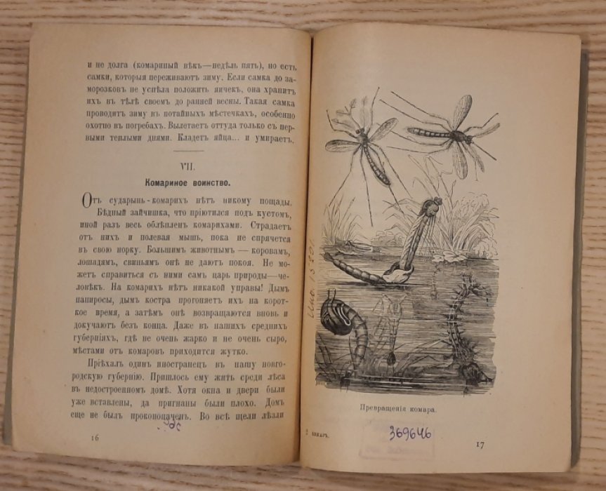Слепцова М. Комар.