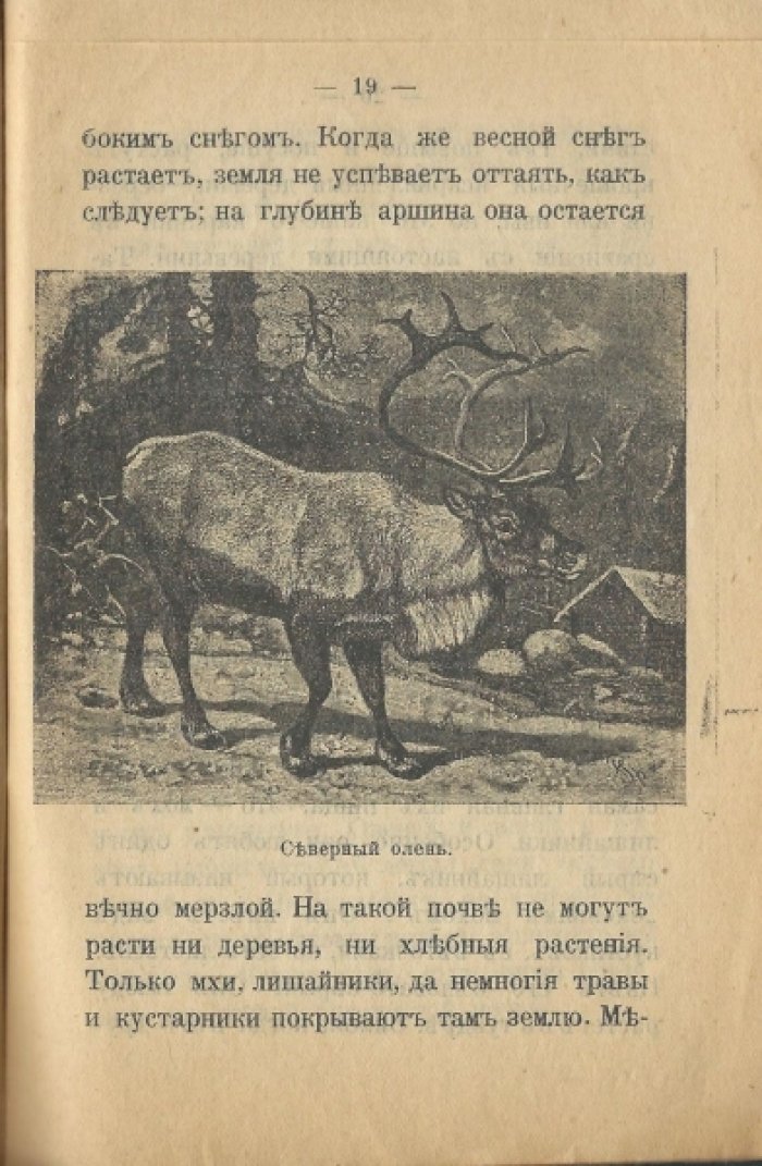Львов Вл. Верблюд и северный олень.