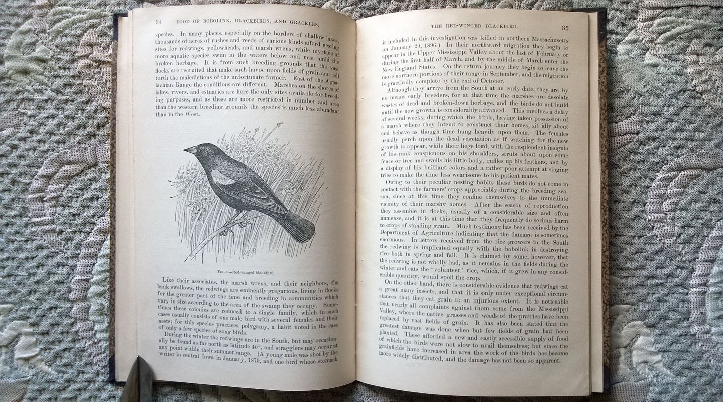 Beal F. E. L. Food of The Bobolink, Blackbirds, and Grackles (Пищевой рацион боболинков (рисовых птиц), черных дроздов и граклов)..