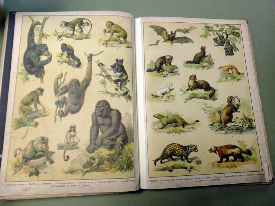 Шмидт П. Ю. Царство животных в картинках.