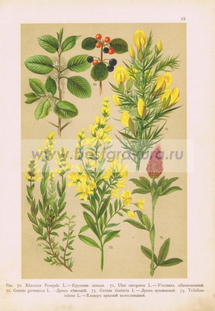 Цветы. Крушина ломкая, утесник, дрок (немецкий и красильный), клевер красный колосовидный.