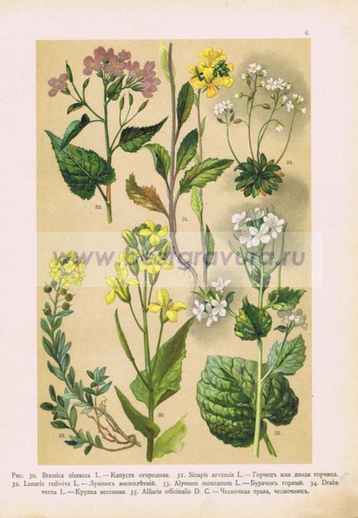 Цветы. Капуста, горчец (дикая горчица), лунник, бурачок горный, крупка, чесночная трава (чесночник).