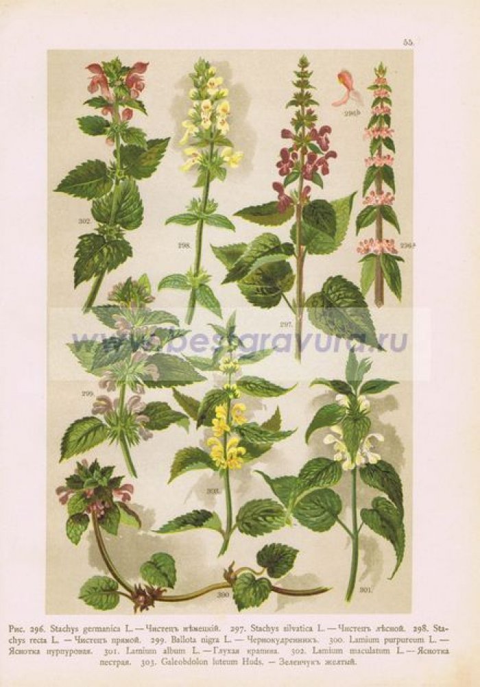 Цветы. Чистец (немецкий, лесной и прямой), чернокудренник, яснотка (пурпурная и пестрая), глухая крапива, зеленчук желтый.