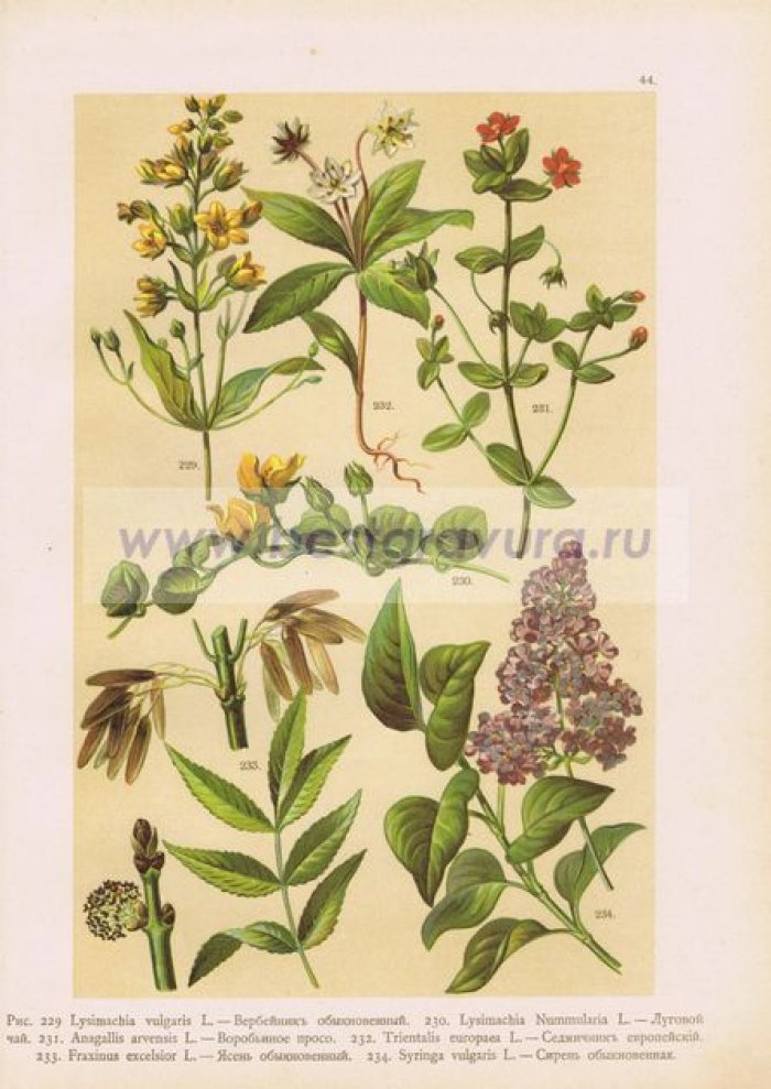 Цветы. Вербейник, луговой чай, воробьиное просо, седмичник европейский, ясень, сирень.
