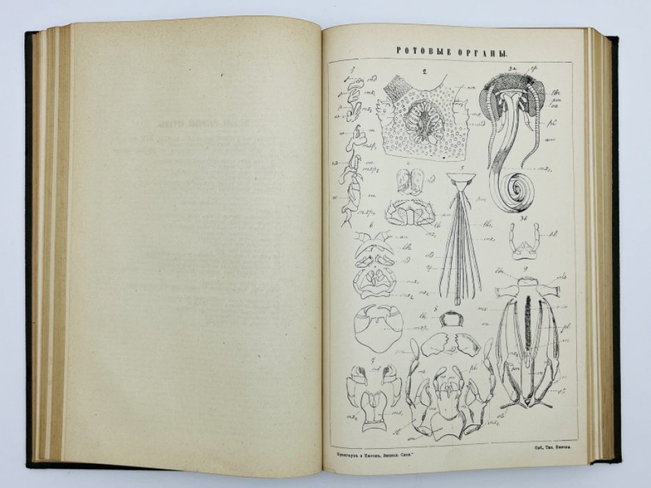 Брокгауз Ф.А., Ефрон И.А. Энциклопедический словарь. Том XXVII (полутом 53). Розавенъ - Репа