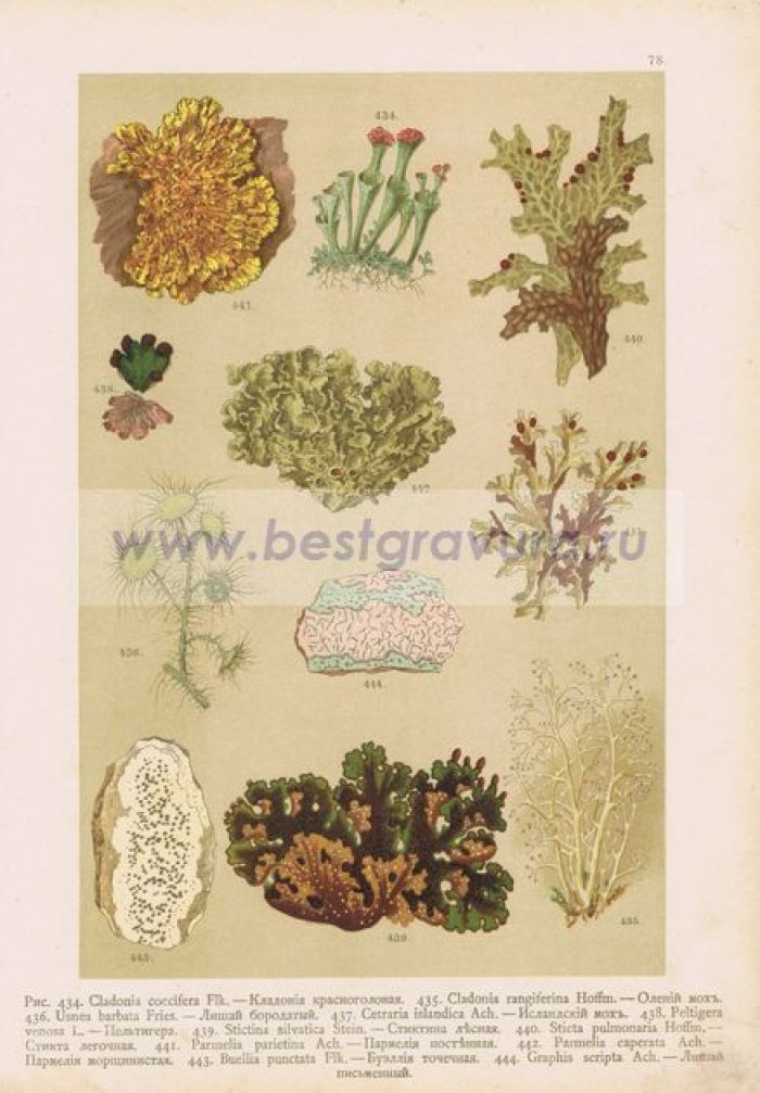 Кладония, лишай, исландский мох, стикта, стиктина, буэллия.