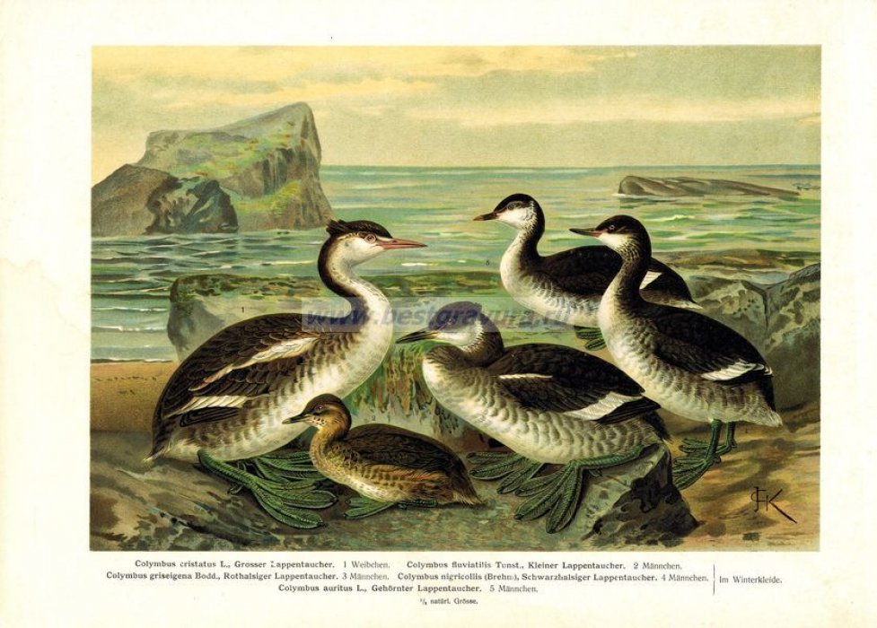 Науман, Иоганн (Naumann, Johann Friedrich): Келеманс, Йоханнес (Keulemans, Johannes Gerardus). Большая цветная хромолитография `Птица. Гагара`