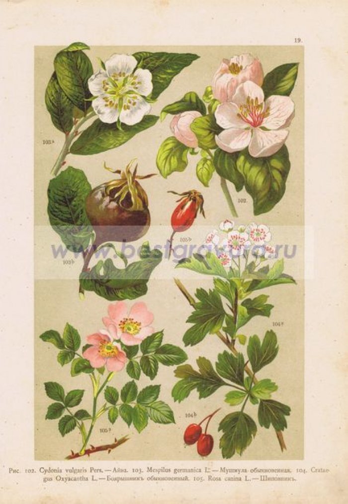 Цветы и фрукты. Айва, мушмула, боярышник, шиповник.