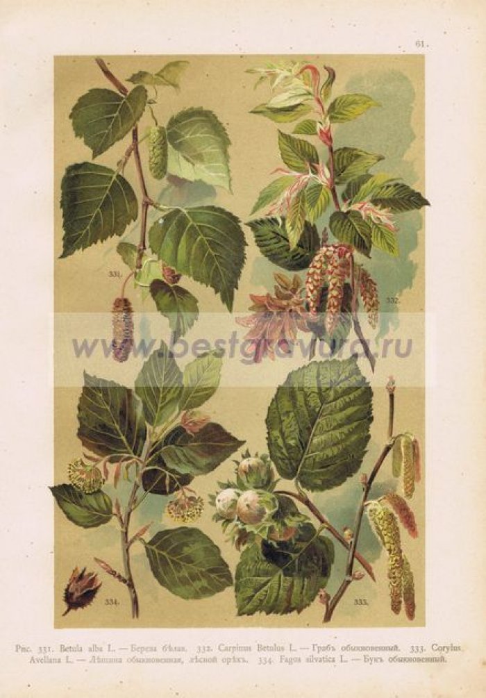 Береза белая, граб, лещина (лесной орех), бук.