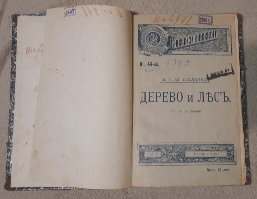 Слепцова М. Дерево и лес.