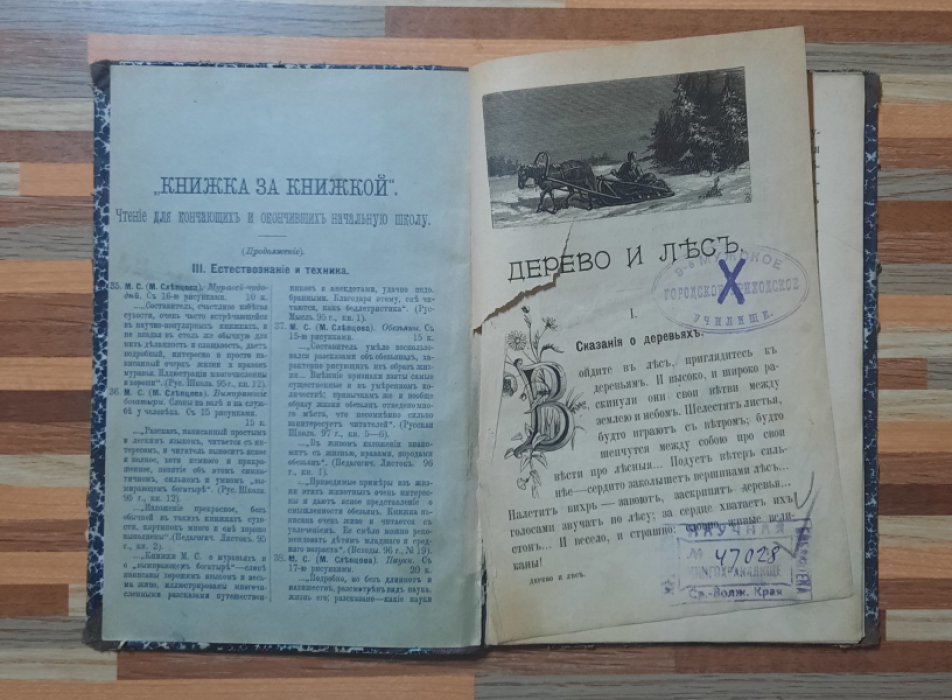 Слепцова М. Дерево и лес.