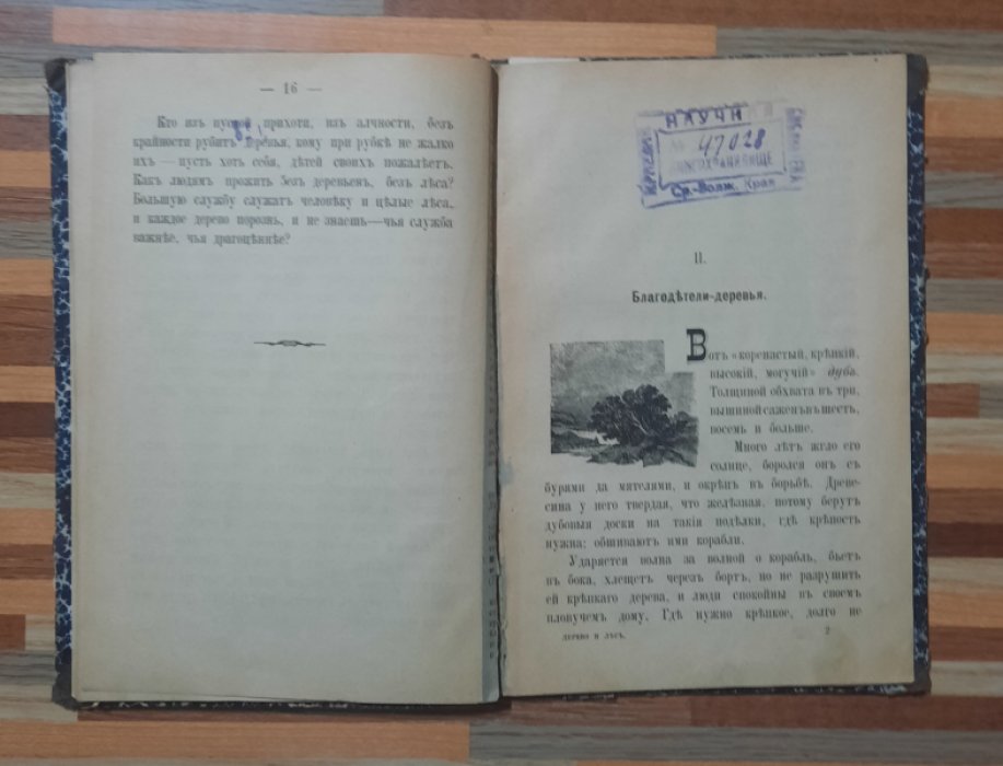 Слепцова М. Дерево и лес.