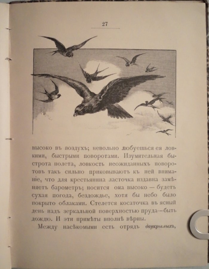 Богданов М.Н. Наши полезные птички: первое знакомство детей с родными птицами.