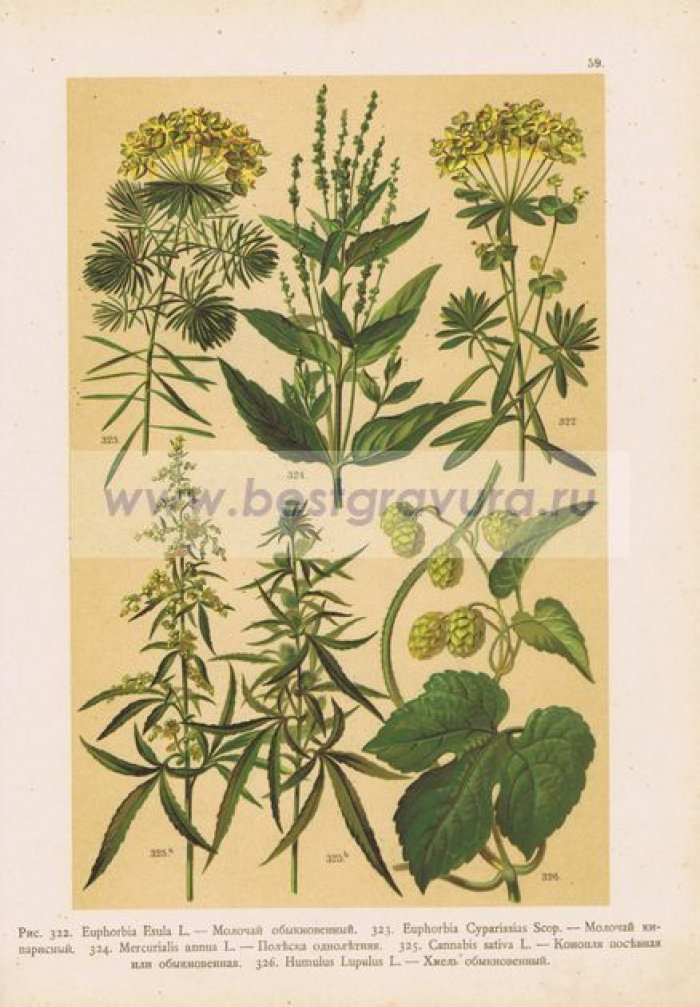 Растения. Молочай (обыкновенный и кипарисный), полеска однолетняя, хмель.
