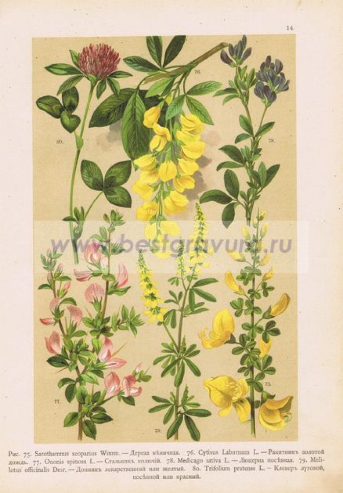 Цветы. Дереза венечная, ракитник (золотой дождь), стальник колючий, люцерна посевная, донник лекарственный, клевер луговой.