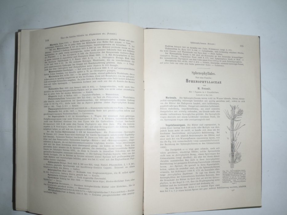 Engler A., Prantl K. ( Энглер А., Прантль К.) Die naturlichen. Pflanzenfamilien. (Натуральные. Семейства растений)