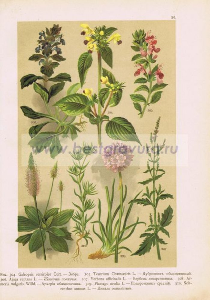Цветы. Зябра, дубровник, вербена, армерия, подорожник, живучка, дивала.