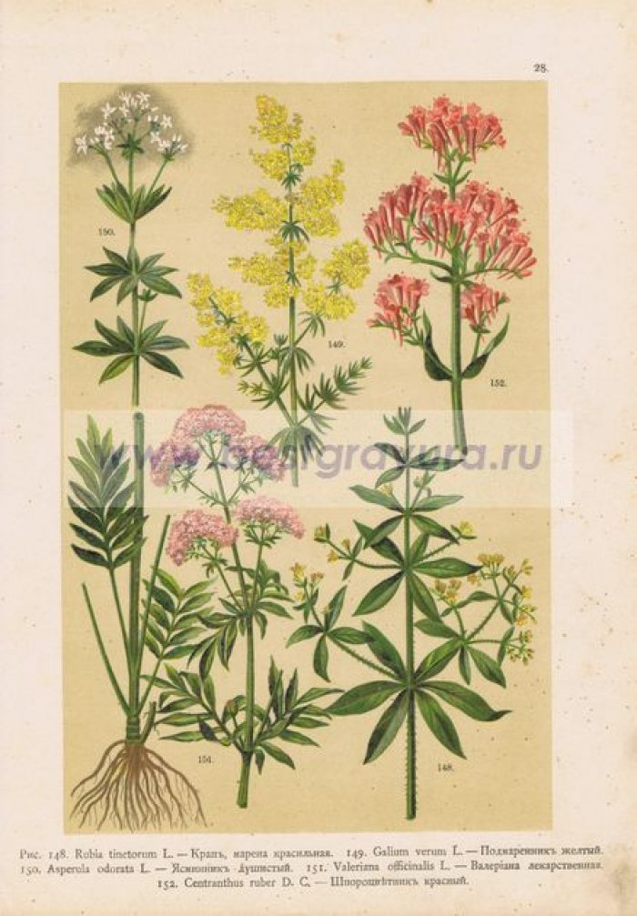 Цветы. Крап (марена красильная), подмаренник желтый, ясменник душистый, валериана лекарственная, шпороцветник красный.
