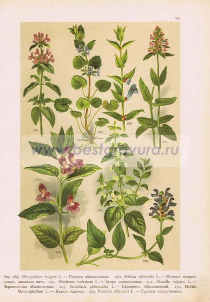 Цветы. Пахучка, мелисса, будра, черноголовка, шлемник, кадило пахучее, буквица лекарственная.