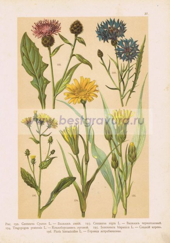 Цветы. Василек (синий и черноголовый), козлобородник луговой, сладкий корень, горлица ястребинковая.