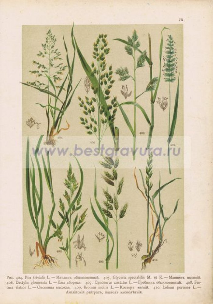 Злаки. Мятлик, манник высокий, ежа сборная, гребник, овсяница, плевел.