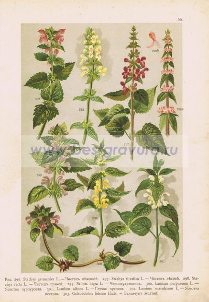 Цветы. Чистец (немецкий, лесной и прямой), чернокудренник, яснотка (пурпурная и пестрая), глухая крапива, зеленчук желтый.