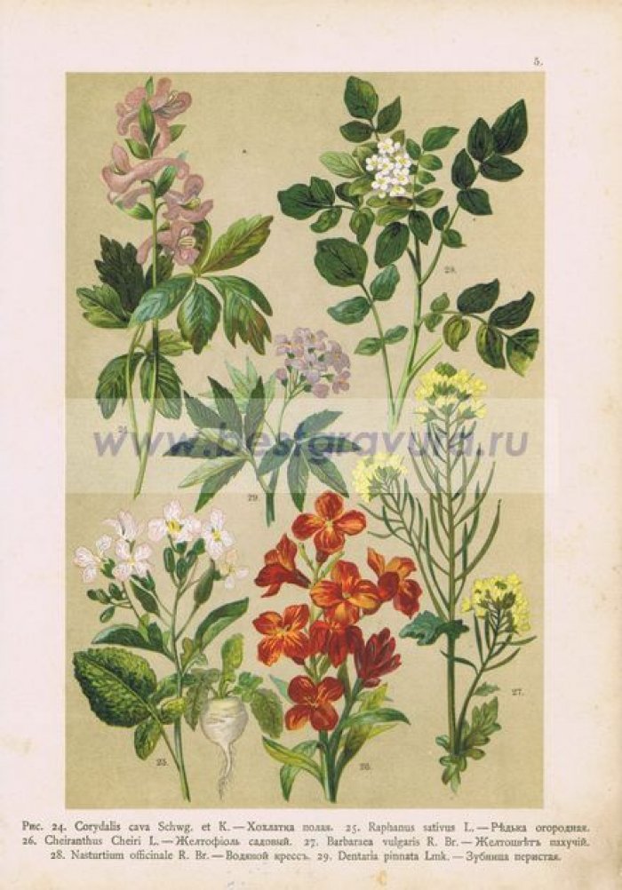 Цветы. Хохлатка полая, редька, желтофиоль, желтоцвет пахучий, водяной кресс, зубница.
