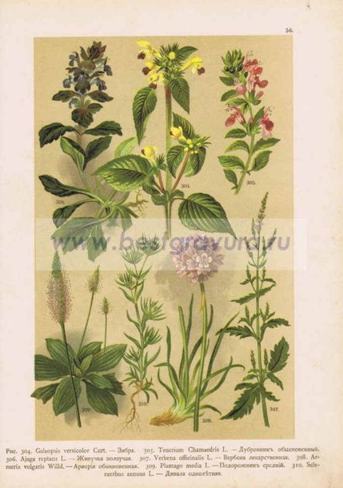 Цветы. Зябра, дубровник, вербена, армерия, подорожник, живучка, дивала.