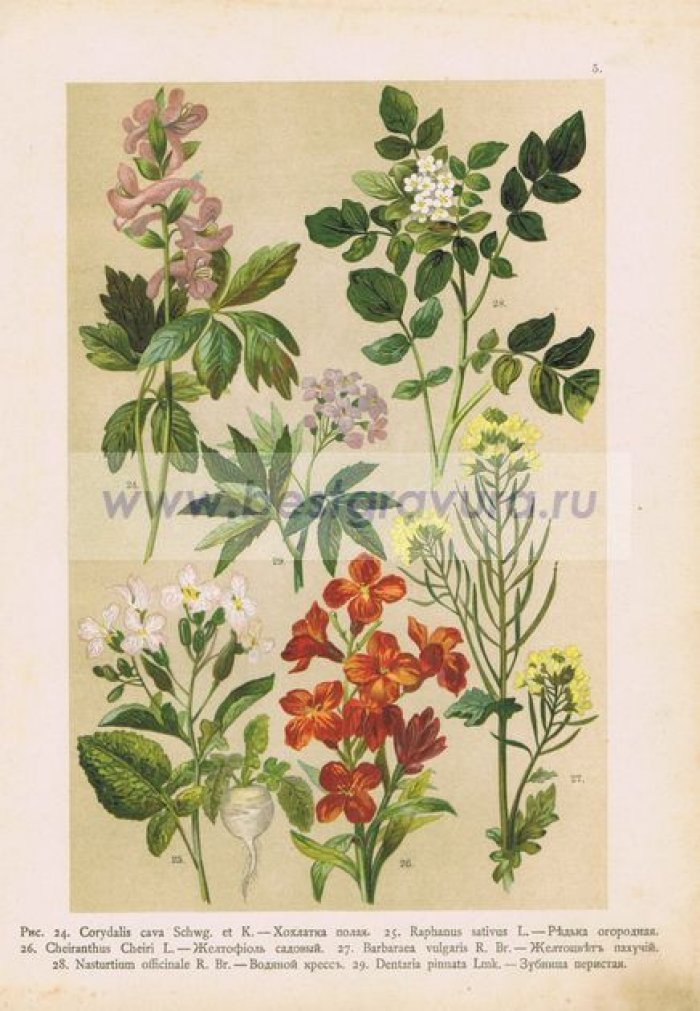 Цветы. Хохлатка полая, редька, желтофиоль, желтоцвет пахучий, водяной кресс, зубница.