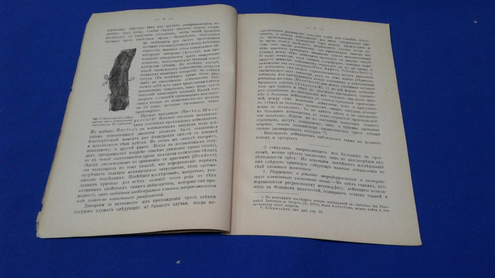 Введенский Н.Е. Функции бесцветных клеток крови (лейкоцитов).