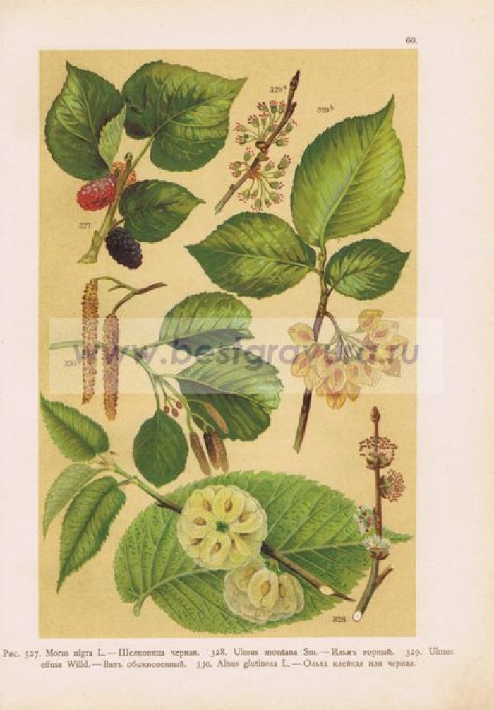 Шелковица черная, ильм горный, вяз, ольха клейкая (черная).