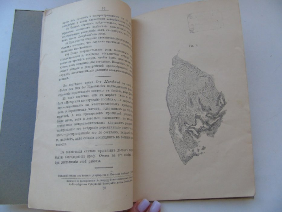 Улезко-Строганова К.П. К вопросу о возникновении межворсинчатого пространства.