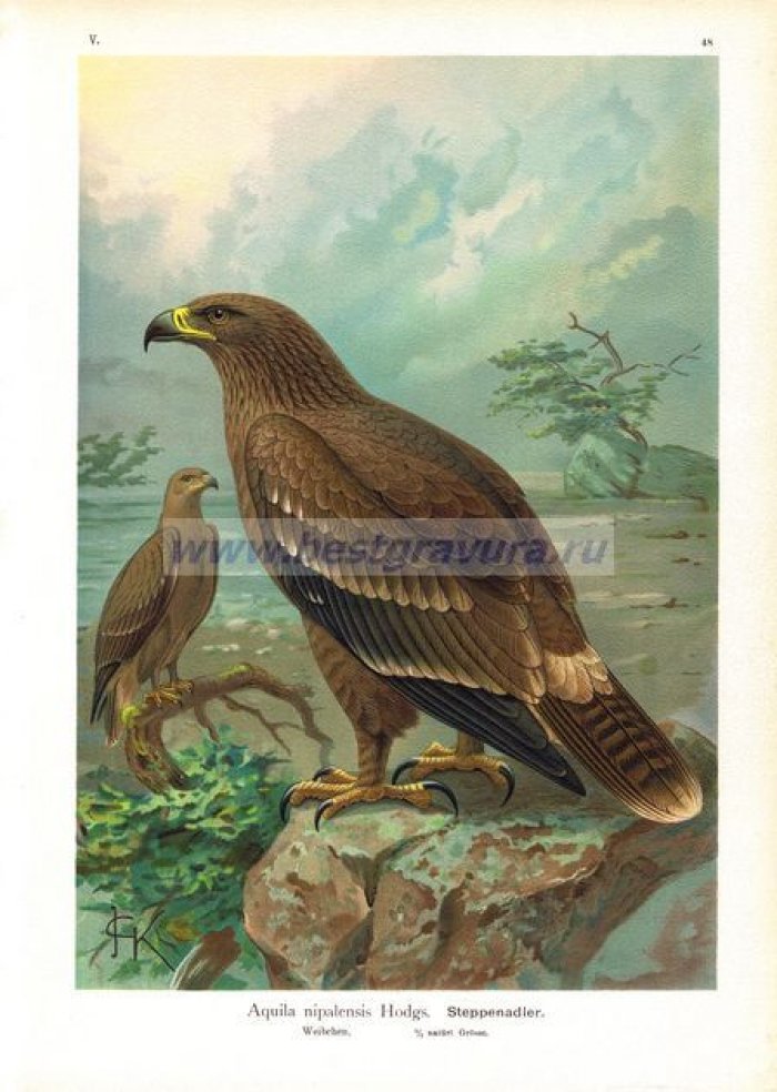 Келеманс, Йоханнес (Keulemans, Johannes Gerardus): Науман, Иоганн (Naumann, Johann Friedrich). Большой лист `Хищная птица Степной орел (орел)`.