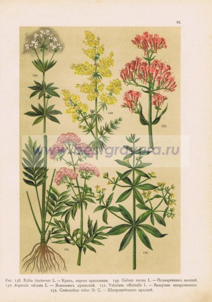 Цветы. Крап (марена красильная), подмаренник желтый, ясменник душистый, валериана лекарственная, шпороцветник красный.