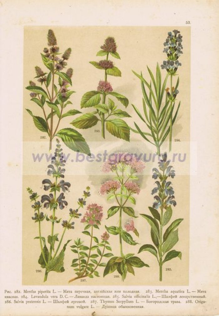 Цветы. Мята (перечная и квасная), лаванда, шалфей (лекарственный и луговой), богородская трава (тимьян), душица (орегано).
