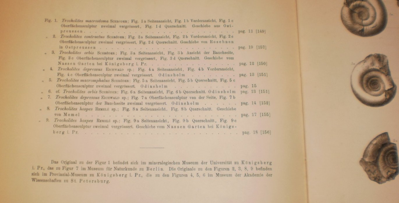 Schroder H. Untersuchungen uber silurische cephalopoden.