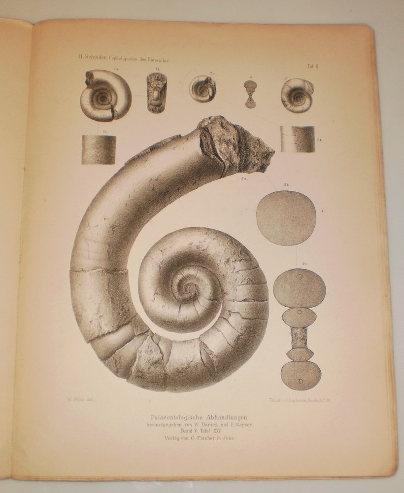 Schroder H. Untersuchungen uber silurische cephalopoden.